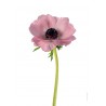 Anémone, rose (anemone)