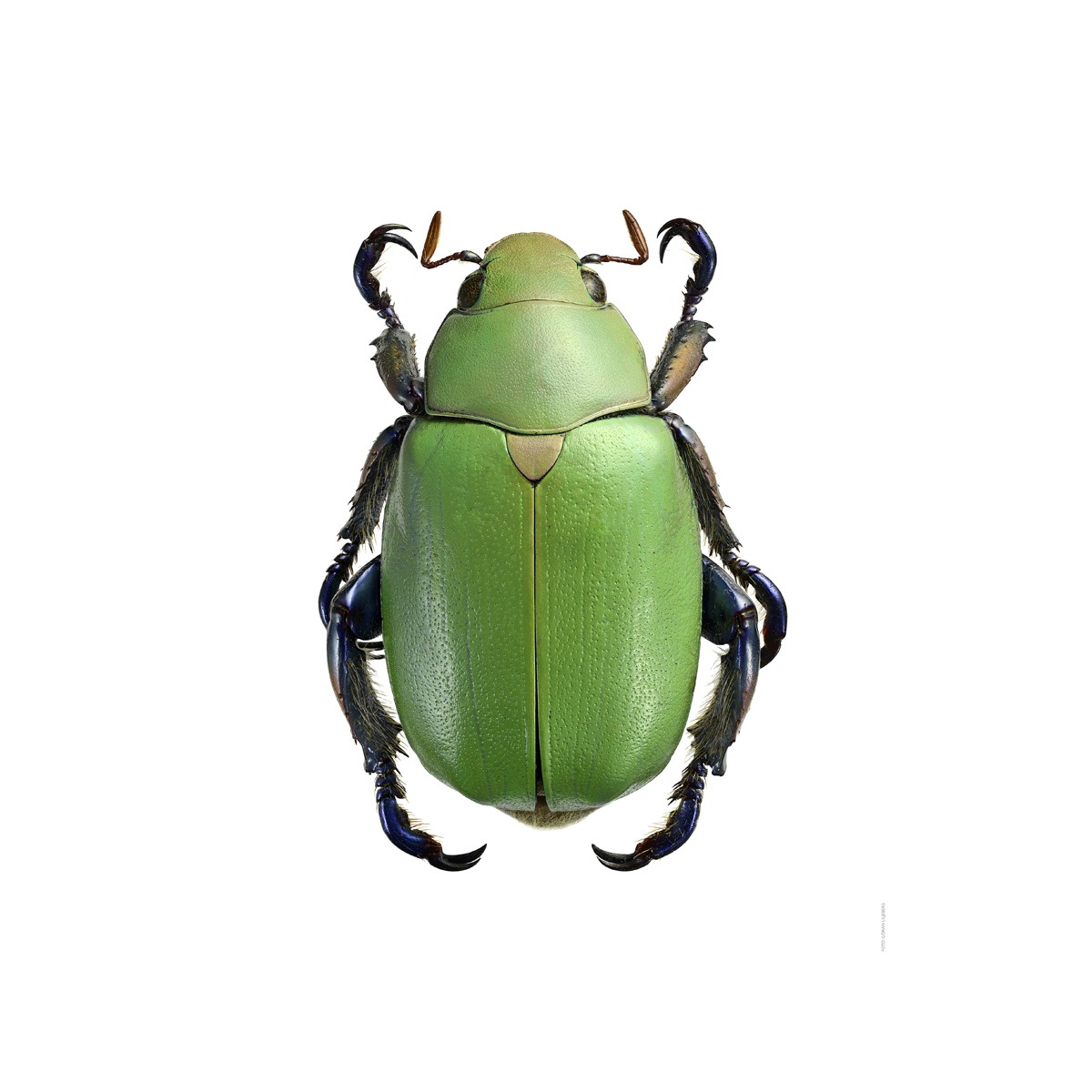 Chrysina erubescens